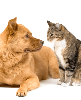dog and cat 