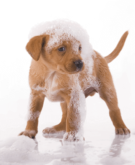 Dog with Suds - 