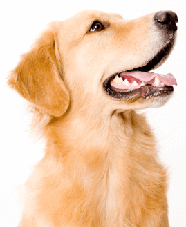 golden retriever