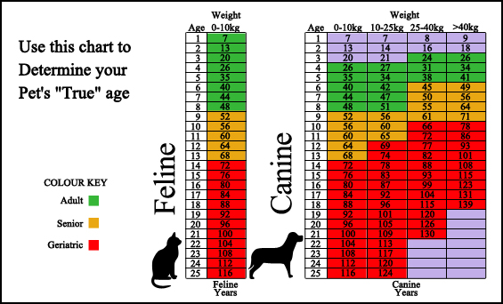 Freetown Animal Hospital - Surveillance Screening